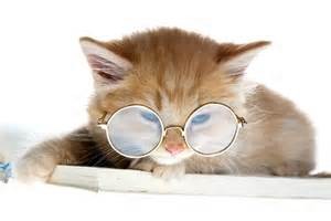 Cat wearing glasses