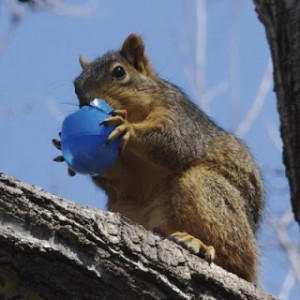 Easter Squirrel