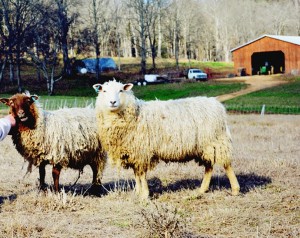 Sheep Farm